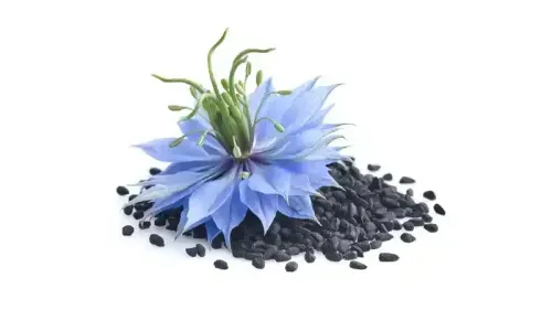 What are the Uses, Side Effects, and Health Benefits of Black Seed?
